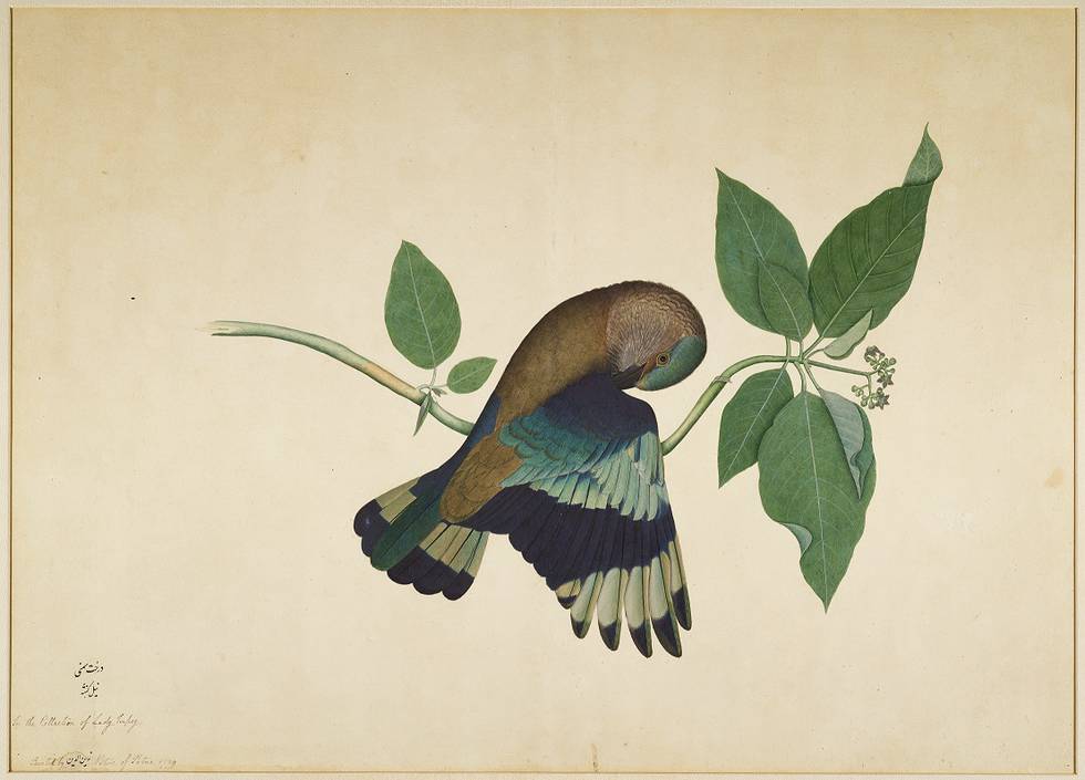 Indian Animals