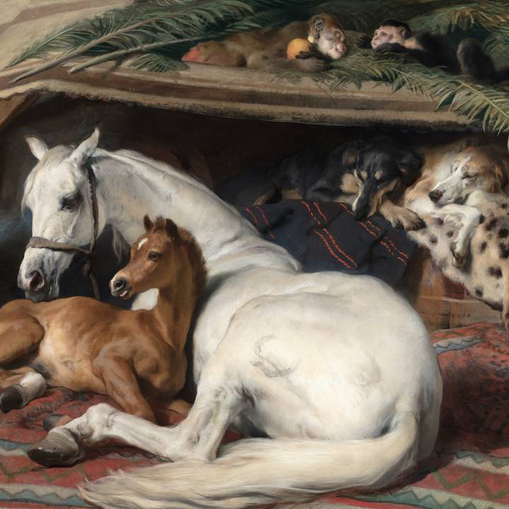 White horse and brown foal lying on rug with two monkeys and dogs in background