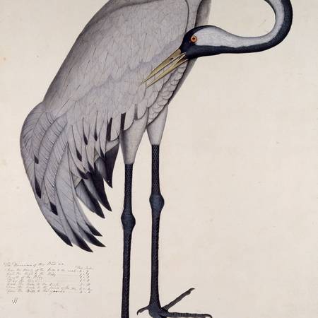 A painting of a crane