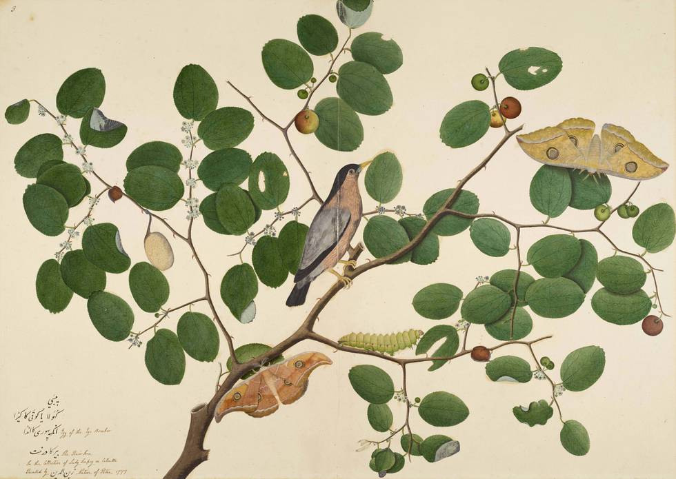 Shaikh Zain al-Din_Brahminy Starling__© Minneapolis Institute of Art CROPPED.jpg