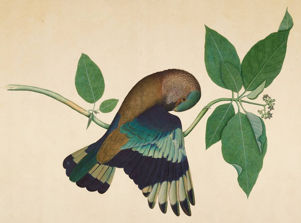 Shaikh Zain al-Din_Indian Roller on Sandalwood Branch__© Minneapolis Institute of Art.jpg