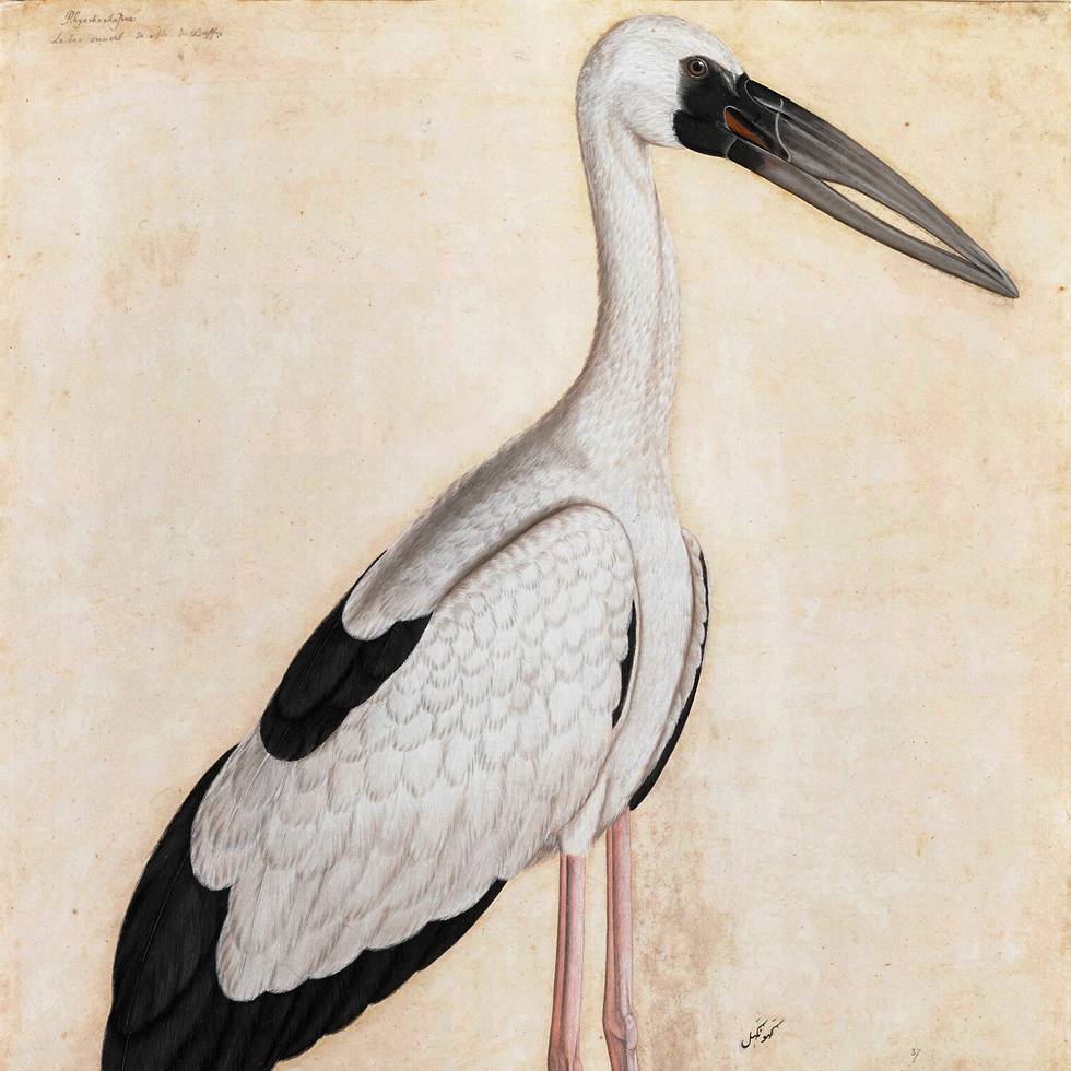Unknown Artist Asian Openbill Stork in a Landscape_Courtesy Private Collection CROPPED.jpg