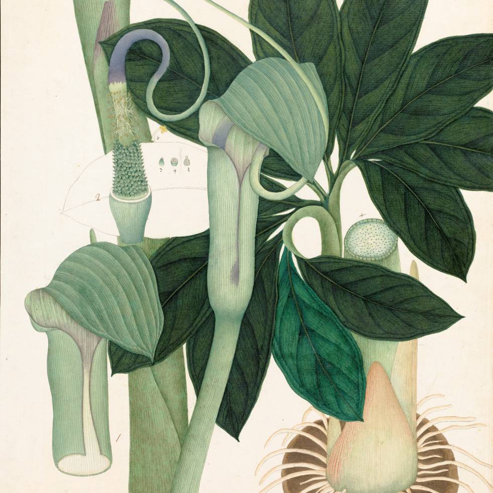 Vishnupersaud_Arum tortuosum_© Copyright The Board of Trustees of the Royal Botanic Gardens, Kew CROPPED.jpg