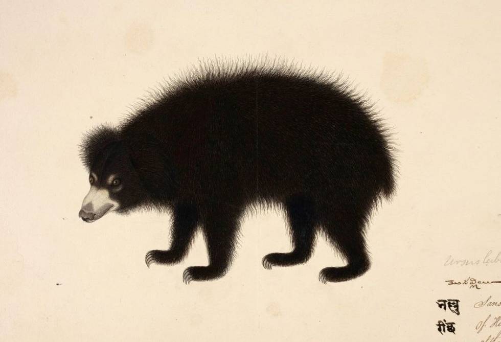 Natural History Illustration