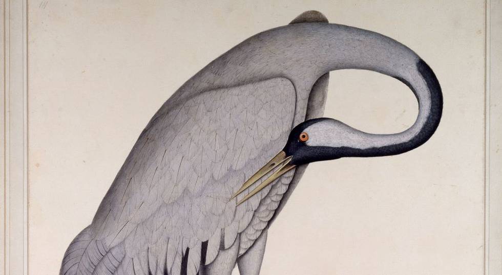 Deaf Visions: Forgotten Masters: Indian Painting for the East India Company