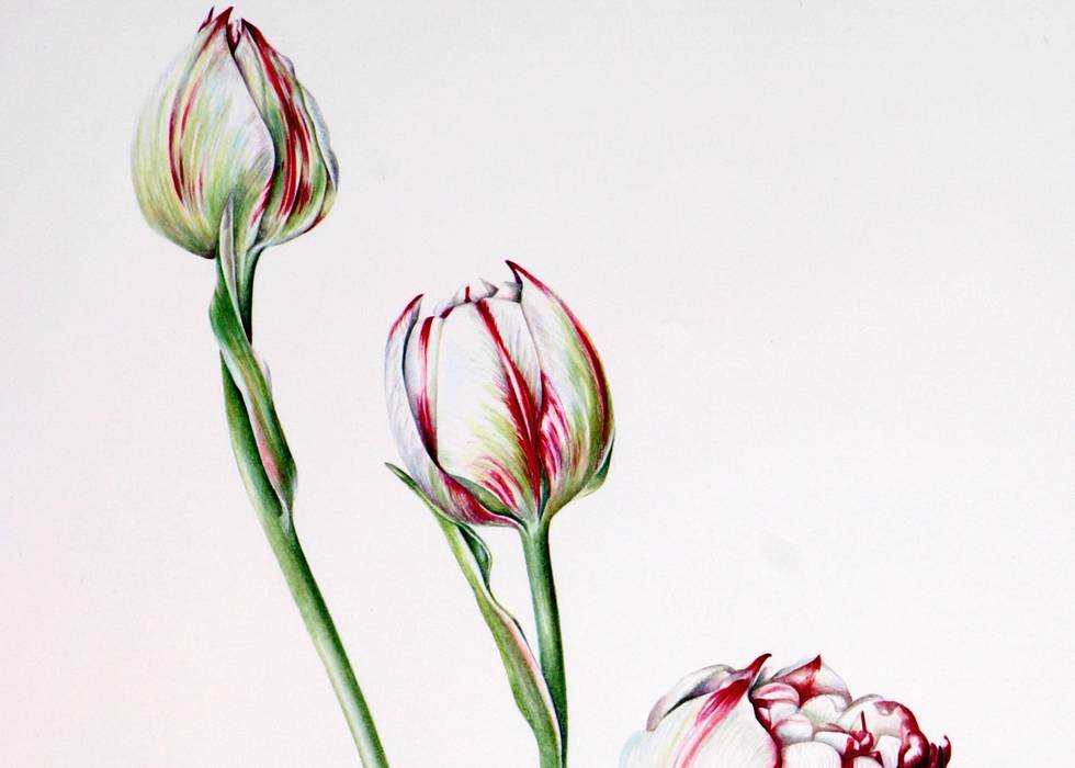 Botanical Painting: Tulip Mania
